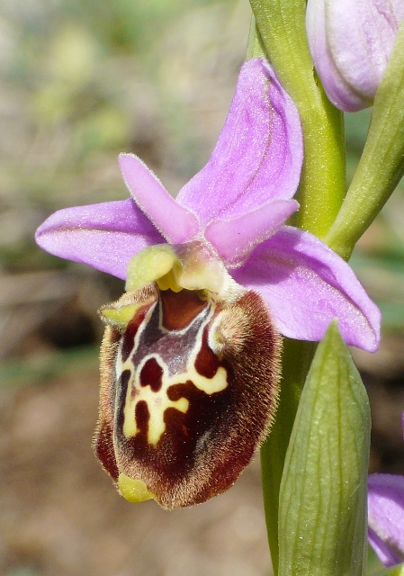 Le orchidee degli Dei: 8 giorni nel Peloponneso, marzo 2014.